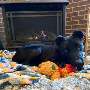 Crackle, Mixed Breed (Medium), adult, available for adoption
