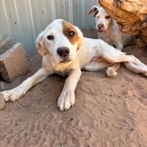 Frontflip, Mixed Breed (Medium), puppy, available for adoption