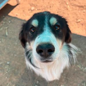 Elvis, Mixed Breed (Medium), adult, available for adoption