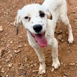 Cartwheel, Mixed Breed (Medium), puppy, available for adoption