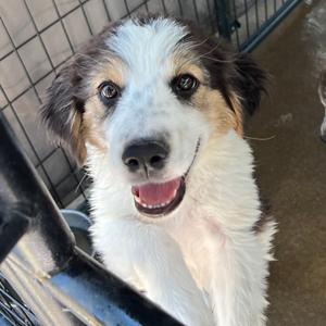 Blush, Mixed Breed (Medium), puppy, available for adoption