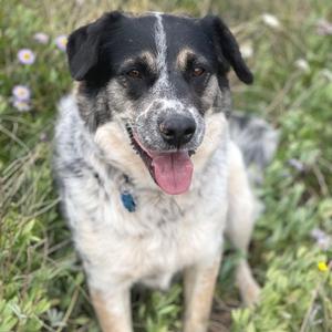 Ehlora, Mixed Breed (Large), adult, available for adoption