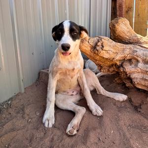 Handstand, Mixed Breed (Medium), puppy, available for adoption
