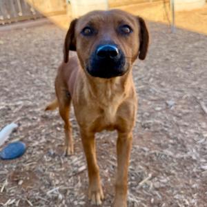 Cinnamon, Mixed Breed (Medium), adult, available for adoption