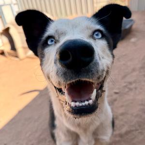 Carmalt, Mixed Breed (Medium), adult, available for adoption