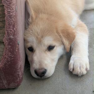 Gochujang, Mixed Breed (Medium), puppy, available for adoption
