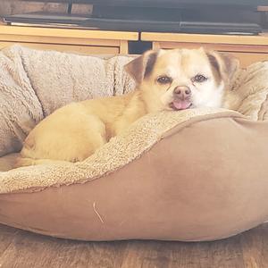Cheii, Mixed Breed (Small), senior, available for adoption