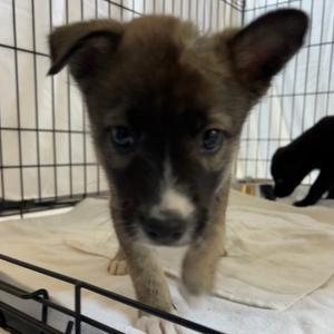 Fleur de Sel, Mixed Breed (Medium), puppy, available for adoption