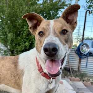 Cheeto, Mixed Breed (Medium), adult, available for adoption
