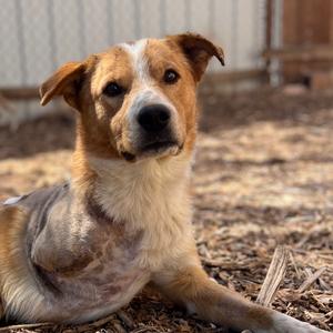Downtown Brown, Mixed Breed (Medium), adult, available for adoption