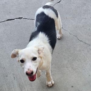 Chiffon, Mixed Breed (Medium), puppy, available for adoption