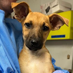 Cinderella, Mixed Breed (Medium), puppy, available for adoption