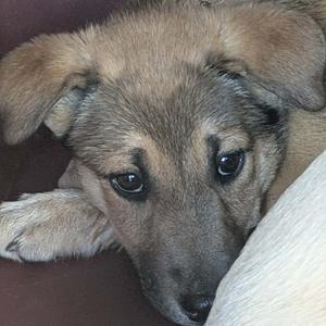 Bulgogi, Mixed Breed (Medium), puppy, available for adoption