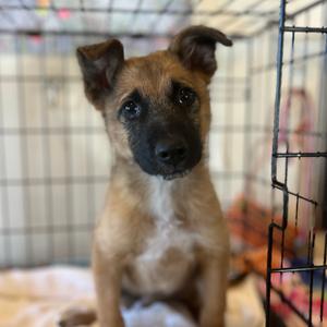 Faust, Mixed Breed (Medium), puppy, available for adoption
