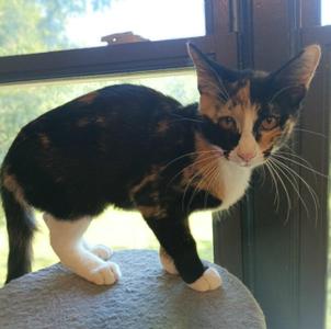 Lily, kitten, available for adoption