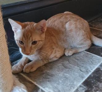 Jelly Bean, kitten, available for adoption