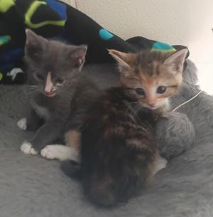 Two kittens sitting together on a gray blanket