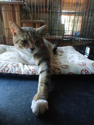 Oreo, adult, available for adoption