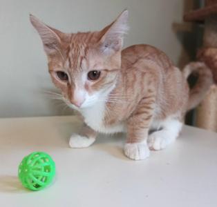 A small orange and white kitten standing on a white surface, looking at a green ball.