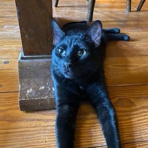 Leo, adult, available for adoption