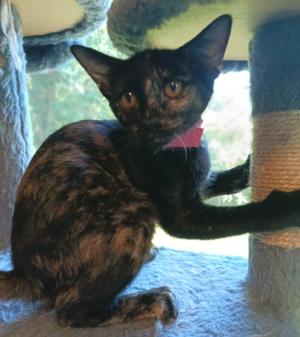 Peep, kitten, available for adoption
