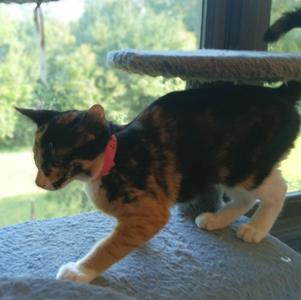 Bunny, young, available for adoption