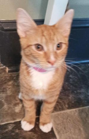 Palmer, kitten, available for adoption