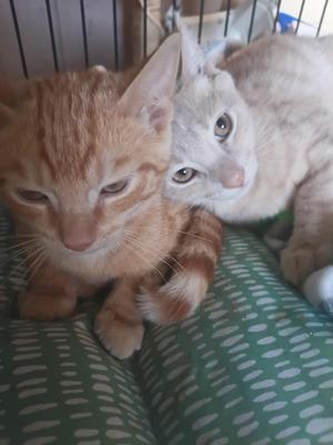 Two cats, one orange and one white, are lying together on a green patterned blanket. The orange cat is in the foreground, and the white cat is behind it, both looking at the camera.