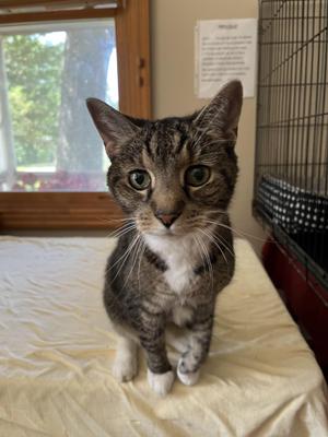 Hope, senior, available for adoption