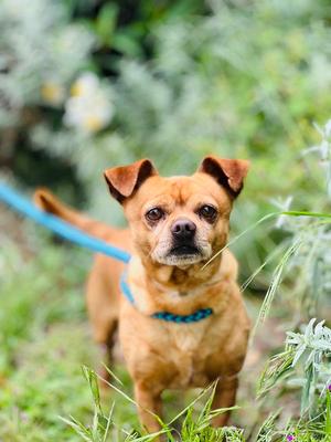 Squirtle, Chihuahua, senior, available for adoption