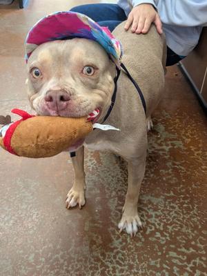 Celine Dion, American Pit Bull Terrier, adult, available for adoption