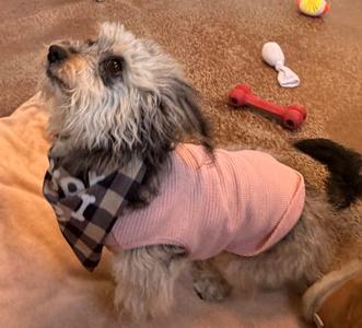 Molly, Maltese, adult, available for adoption