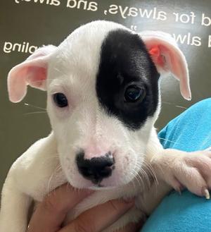 Elvis, Pit Bull Terrier, puppy, available for adoption