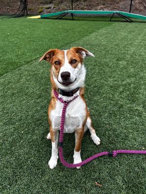 Maple, Australian Cattle Dog/Blue Heeler / Australian Shepherd, adult, available for adoption
