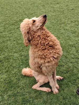 A fluffy, light brown poodle sitting on a grassy field, looking up with its head tilted.