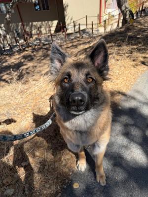 Heidi, Belgian Shepherd Dog Sheepdog / German Shepherd Dog, adult, available for adoption