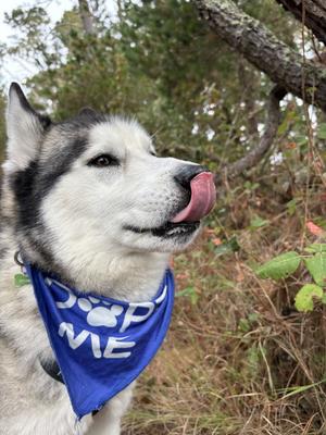Loki, Siberian Husky, adult, available for adoption