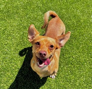 Muneca, Dachshund, adult, available for adoption