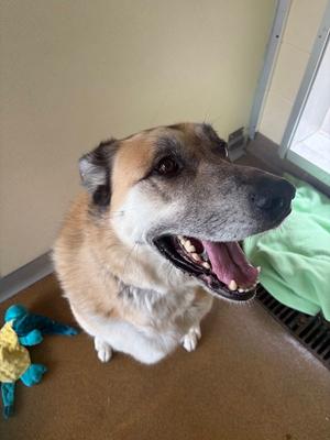 Bruce, Great Pyrenees / Shepherd, adult, available for adoption