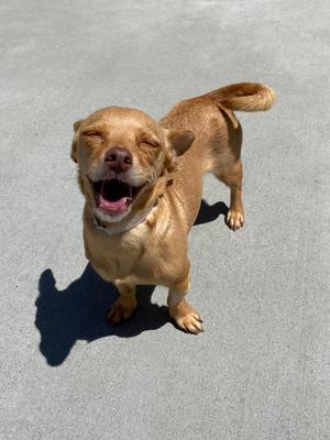 Nena, Dachshund / Chihuahua, adult, available for adoption