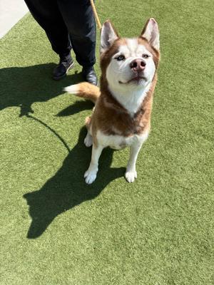 Hershey, Siberian Husky, senior, available for adoption