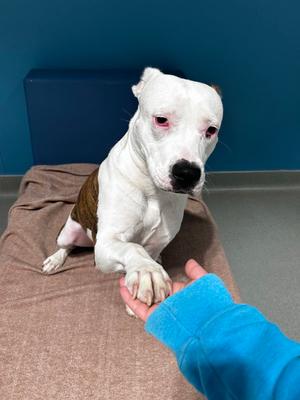 Ziya, American Pit Bull Terrier, adult, available for adoption