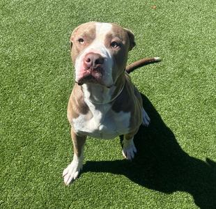Buster, American Pit Bull Terrier, adult, available for adoption