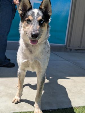 Koda, Australian Cattle Dog/Blue Heeler, adult, available for adoption