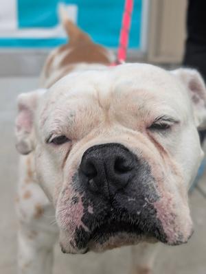 Zoey, English Bulldog / Pit Bull Terrier, adult, available for adoption