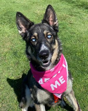 Sadie, German Shepherd Dog / Siberian Husky, adult, available for adoption