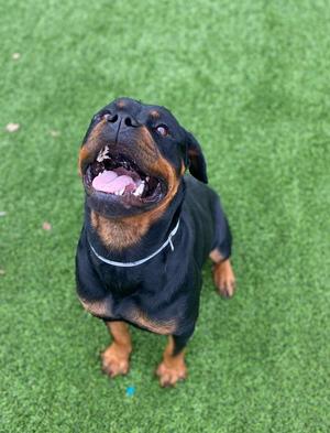 A Rottweiler dog standing on green artificial grass, looking up with its mouth open and tongue out.