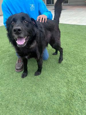 Bear, Retriever / Shepherd, adult, available for adoption