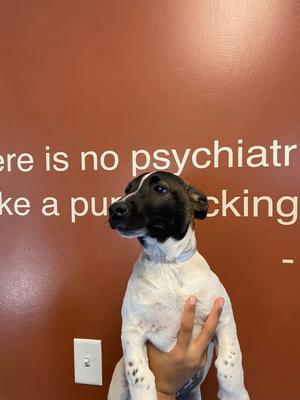Lady Bug, Bull Terrier / Chihuahua, puppy, available for adoption