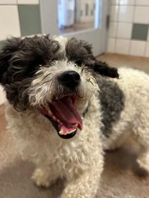 Lolo, Poodle (Miniature), adult, available for adoption